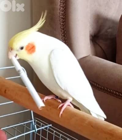 كروان لاتيني سوبر ترويض