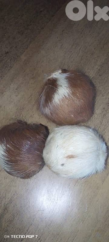 musk -مسك طبيعي أصلي