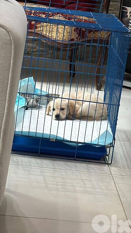 Golden Retriever puppy (urgent) 1