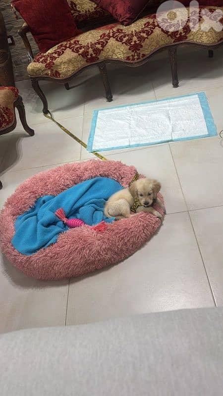 Golden Retriever puppy (urgent) 2