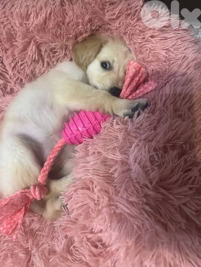 Golden Retriever puppy (urgent)