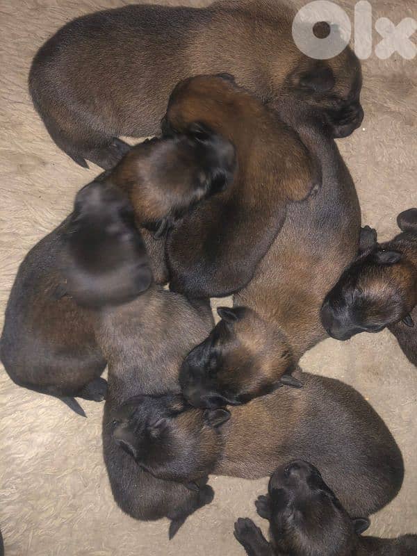 malinois puppies 3