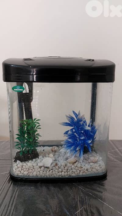 Fish Aquarium