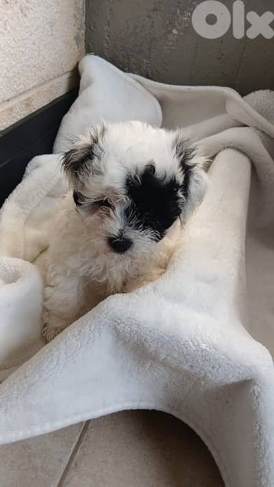 Bichon specsial color