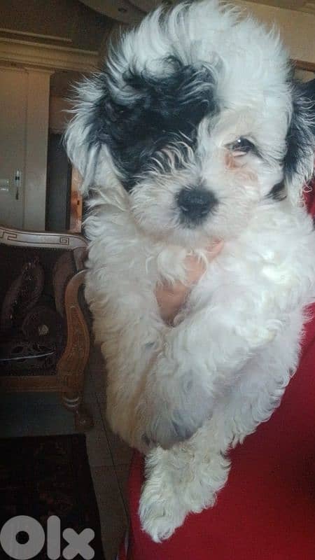 Bichon specsial color 1