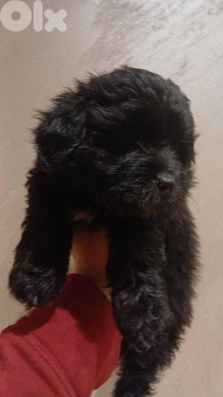 Bichon specsial color 2