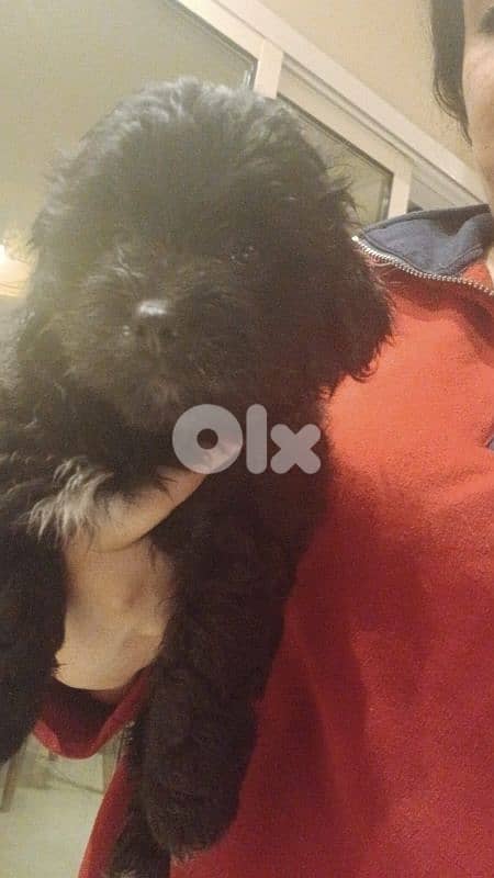 Bichon specsial color 3