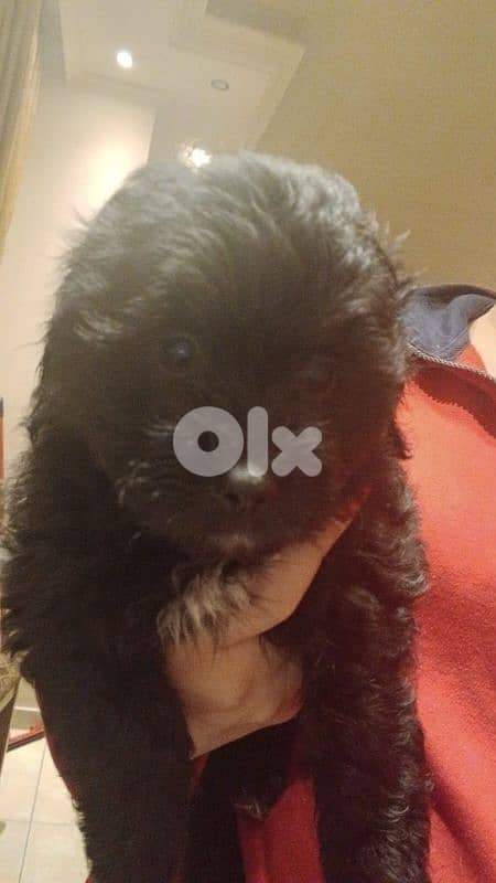 Bichon specsial color 4