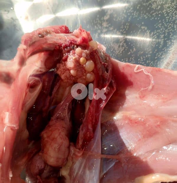 شكا حي السهل قضاء البترون 1