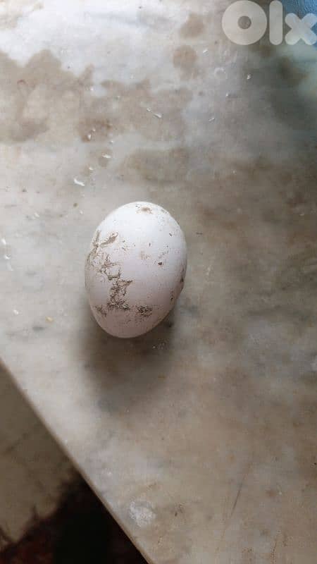 شكا حي السهل قضاء البترون 2