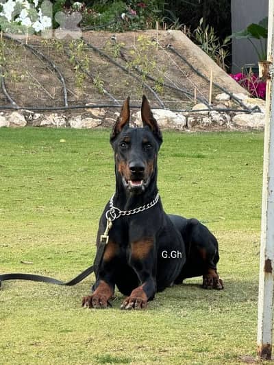 Doberman