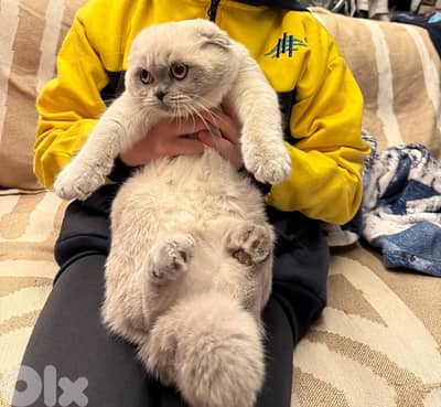 kitten Scottish fold female