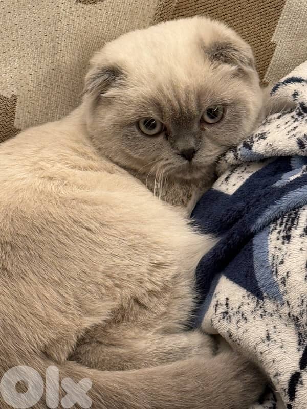 kitten Scottish fold female 1