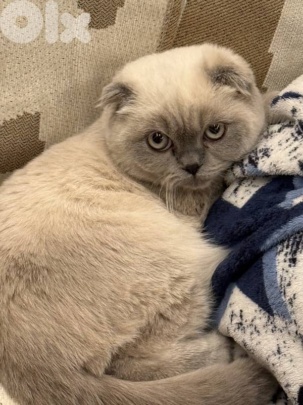 kitten Scottish fold female 2