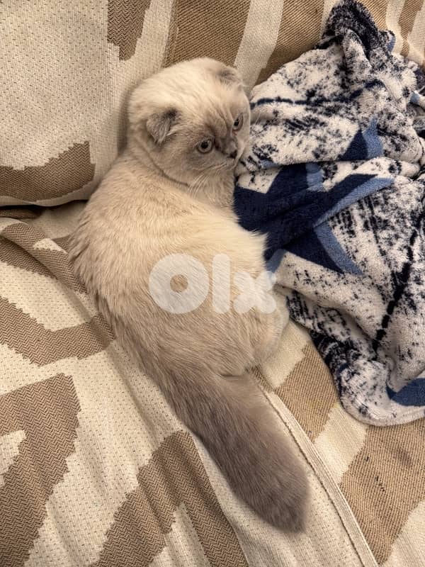 kitten Scottish fold female 3