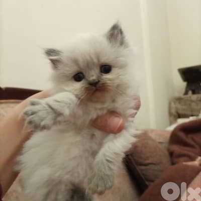 طرابلس . ساحة النور