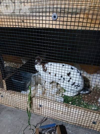 بيع ارانب ريكس ثنائي