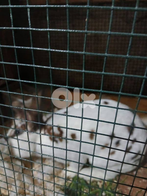 بيع ارانب ريكس ثنائي 1