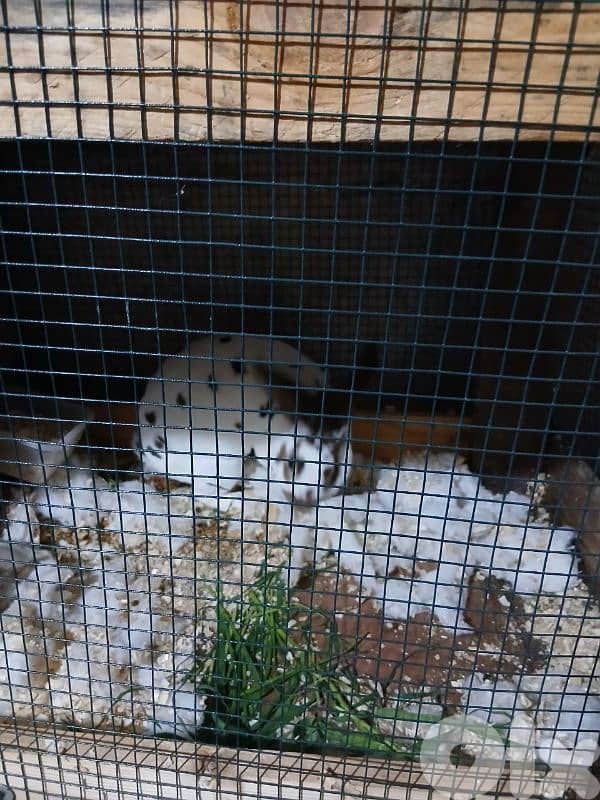 بيع ارانب ريكس ثنائي 2