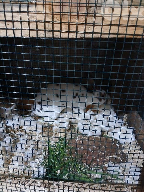 بيع ارانب ريكس ثنائي 4