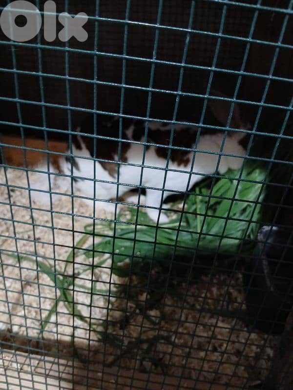 بيع ارانب ريكس ثنائي 5