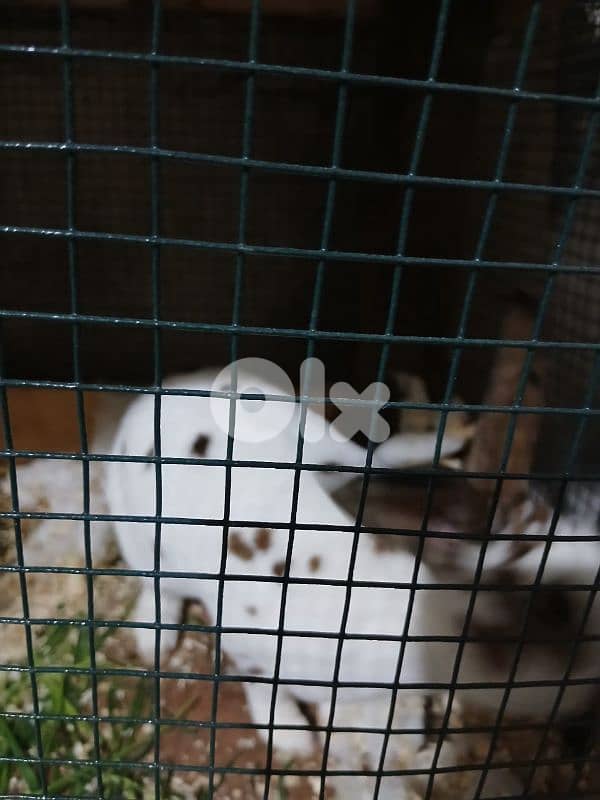 بيع ارانب ريكس ثنائي 6