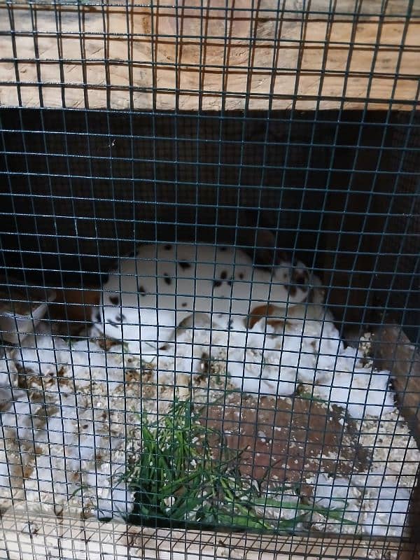 بيع ارانب ريكس ثنائي 7