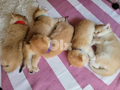 بيروت تلة الخياط