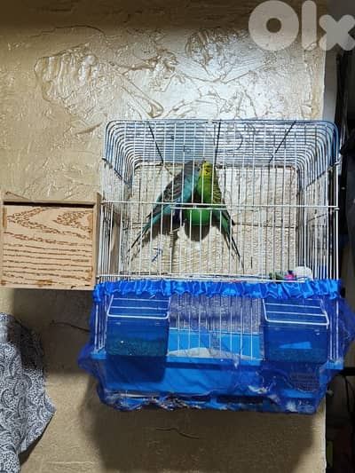 جوز بادجي جاهز مع غراضوا كامل بيع او تبديل كروان