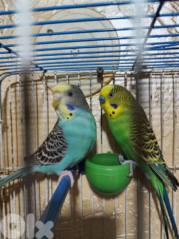 جوز بادجي جاهز مع غراضوا كامل بيع او تبديل كروان 1