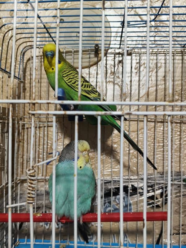 جوز بادجي جاهز مع غراضوا كامل بيع او تبديل كروان 2