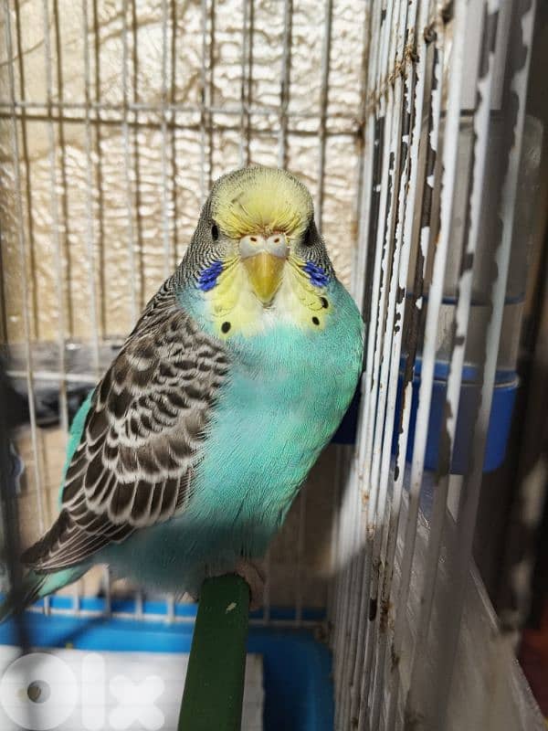 جوز بادجي جاهز مع غراضوا كامل بيع او تبديل كروان 3