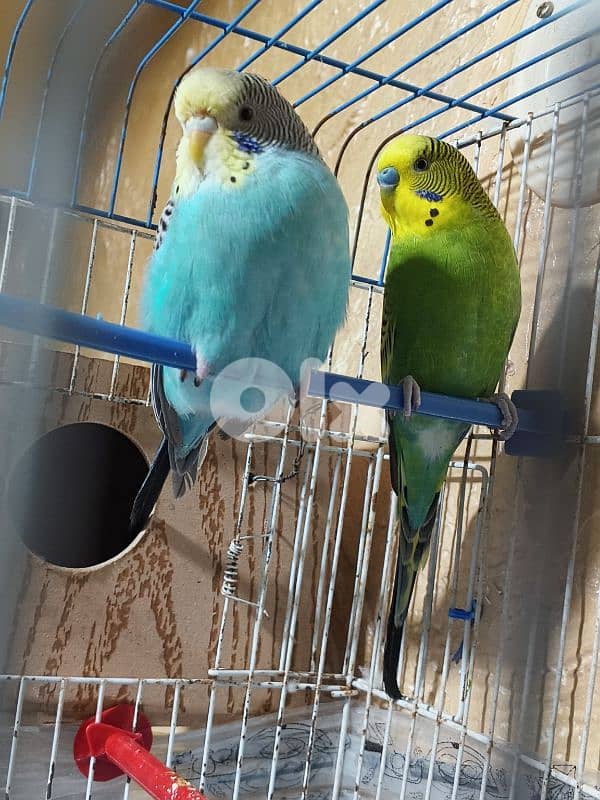 جوز بادجي جاهز مع غراضوا كامل بيع او تبديل كروان 4