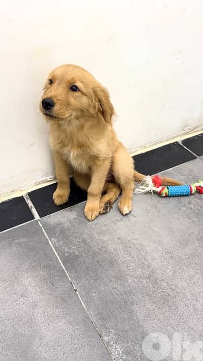 Golden for sale
