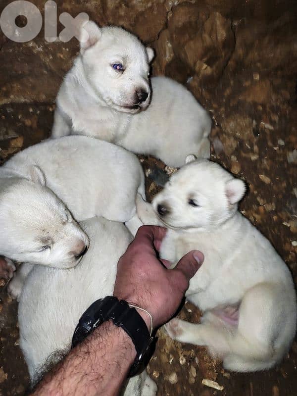 1 male 2 female husky puppies for sale 1