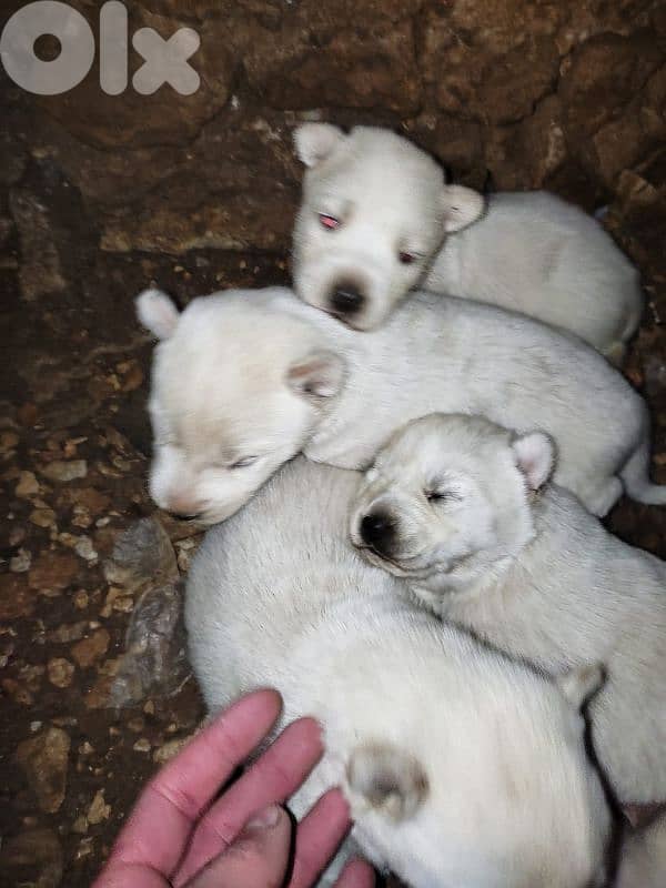 1 male 2 female husky puppies for sale 2