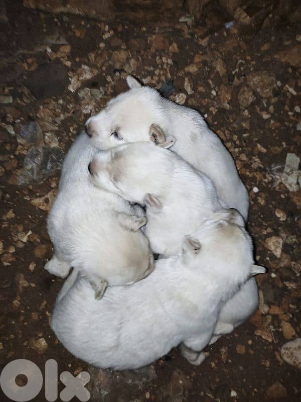 1 male 2 female husky puppies for sale 3