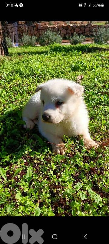 1 male 2 female husky puppies for sale 4