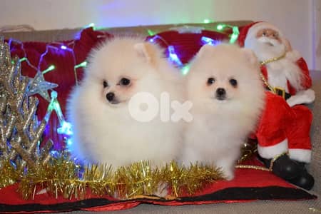 Adorable Teacup pomeranian puppies For Adoption