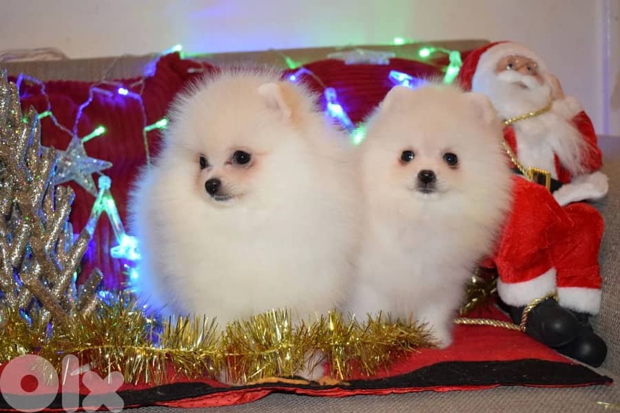Adorable Teacup pomeranian puppies For Adoption 1