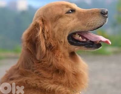 golden retriever للتبني نش مخصية صحتها كتير منيحة و مهضومة كتير