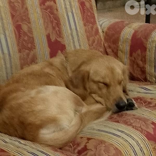 golden retriever للتبني نش مخصية صحتها كتير منيحة و مهضومة كتير 1