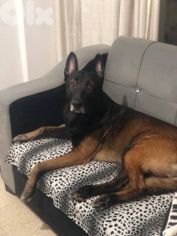 جراء مالينوا اصلي 1