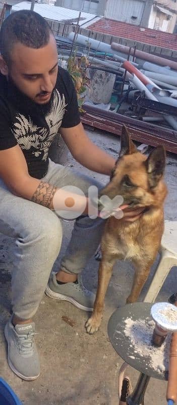 جراء مالينوا اصلي 2