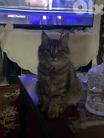 عمرون ٥ تشهر للتبني  03781849