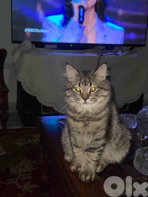 عمرون ٥ تشهر للتبني  03781849 2