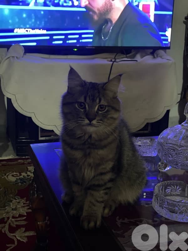 عمرون ٥ تشهر للتبني  03781849 3