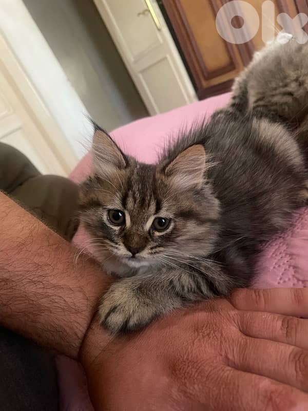 عمرون ٥ تشهر للتبني  03781849 4