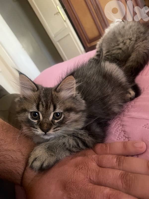 عمرون ٥ تشهر للتبني  03781849 5