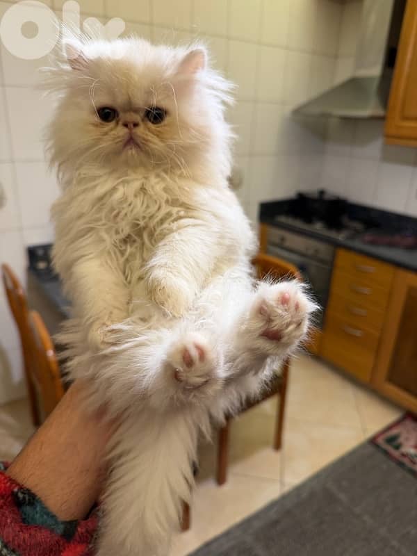 Persian picky face 1